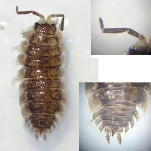 Porcellio scaber